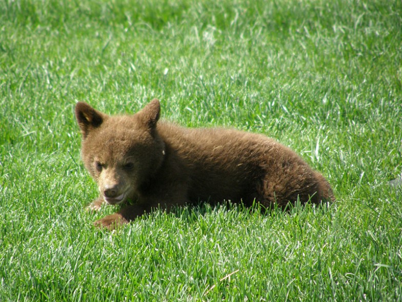 Bear cub at Bear Country USA
