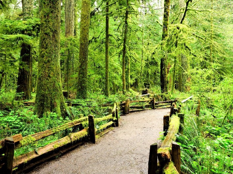 Cathedral Grove, Vancouver Island