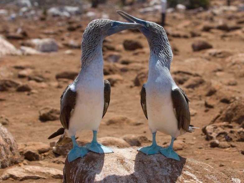 Blue-footed boobies, Galapagos