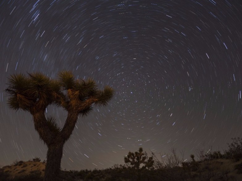 Joshua Tree and star trails, Mohave Desert, California