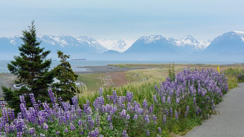 Arctic lupines and a mountainous backdrop in Homer, Alaska