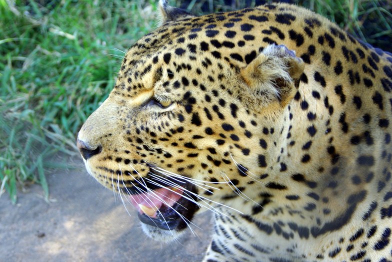 leopard at Moholoholo Rehabilitation Center