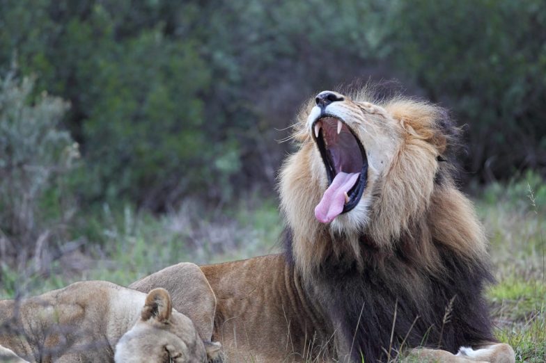 pair of lions in Amakhala Game Reserve, Eastern Cape, South Africa