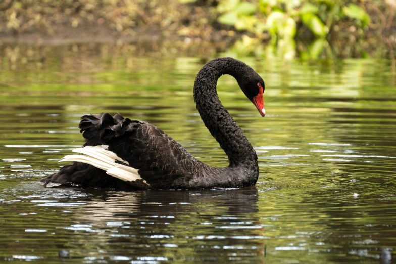 An Australian black swan at Swan Lake in Sumter, South Carolina