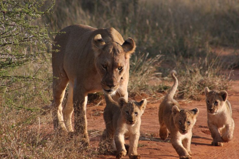 Lion and her cubs in Madikwe Game Reserve