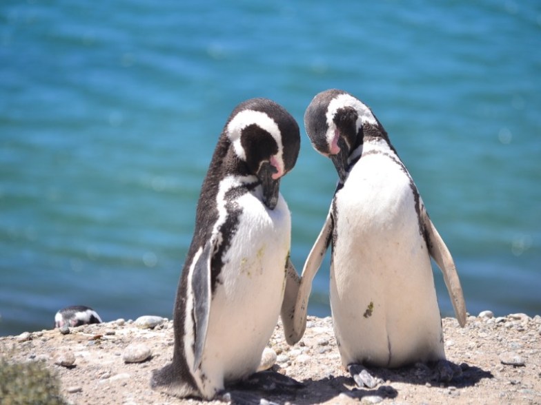 Puerto Madryn penguins, Argentina