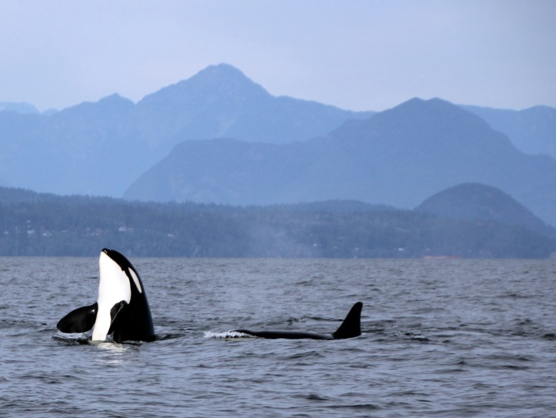 a pod of orcas off Vancouver Island, B.C., Canada