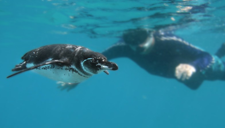 snorkeling with a penguin, Galapags