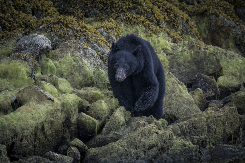 black bear on Vancouver Island