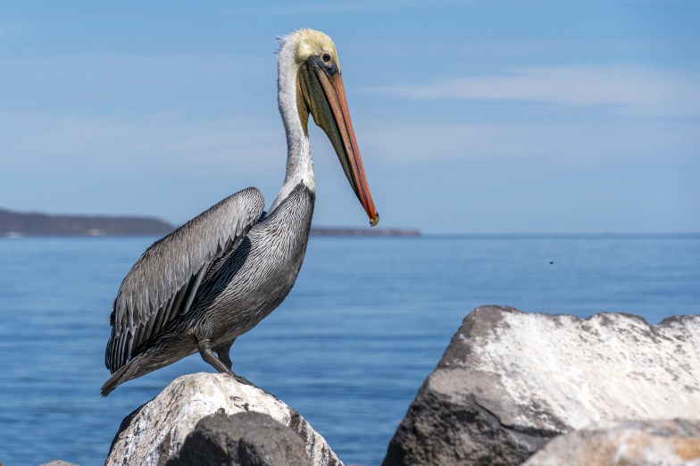 Pelican in Loreto