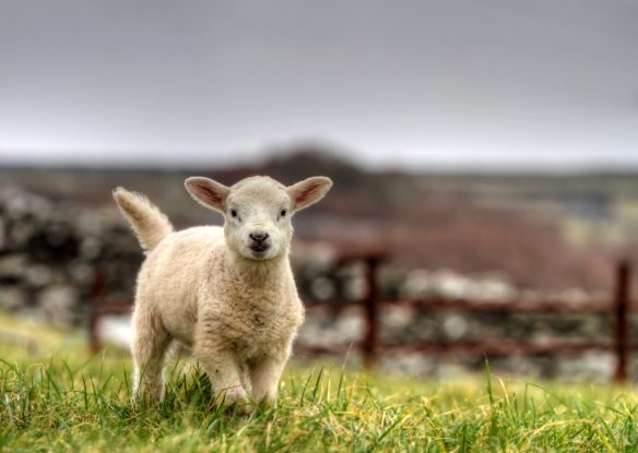 adorable lamb