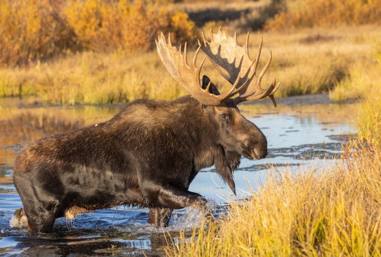 bull moose in autumn, Wyoming