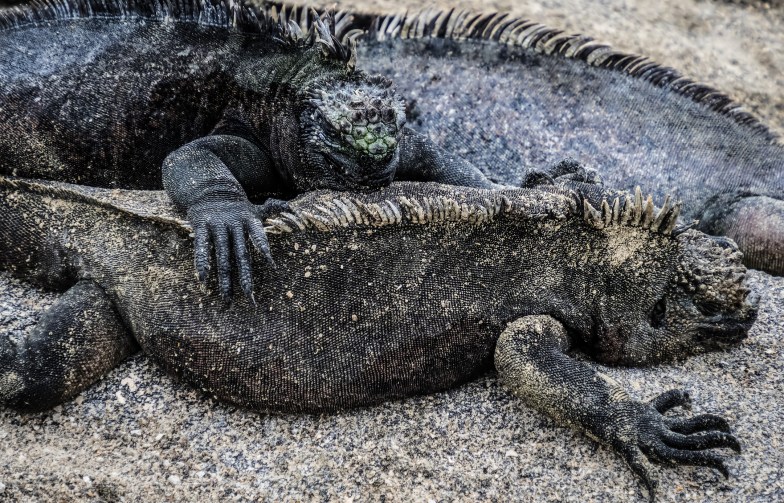 Marine iguanas, Fernandina Island