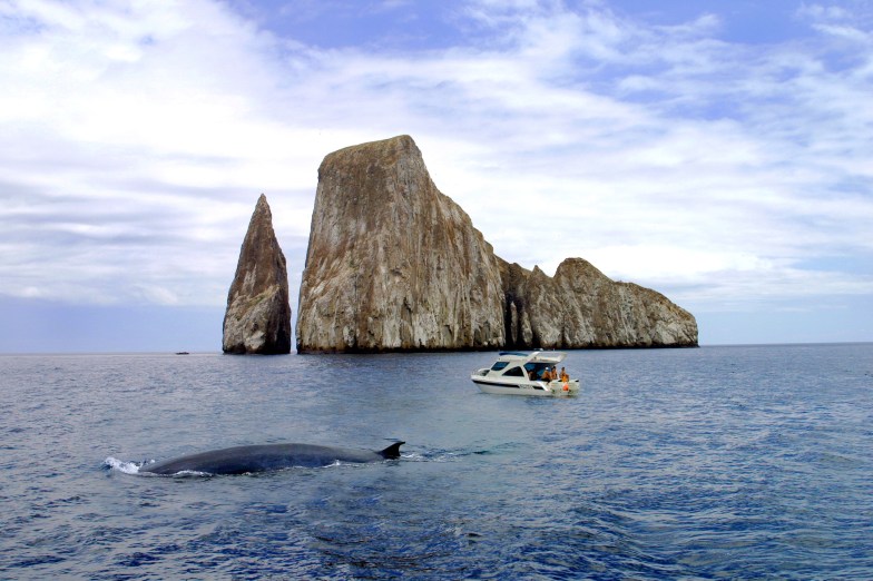 whale watching in the Galapagos