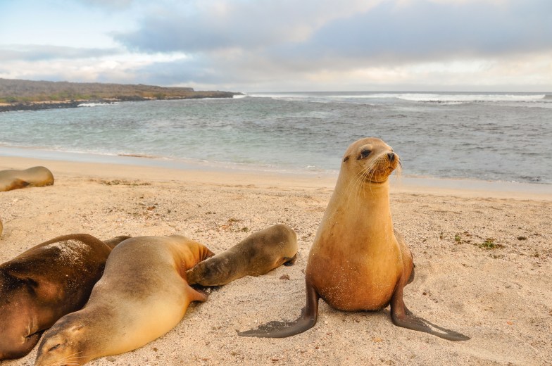 sea lions at Loberia Beach, San Cristobal, Galapagos
