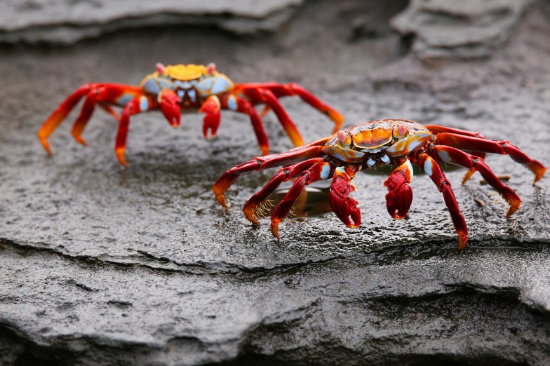 Sally lightfoot crabs, Santiago Island