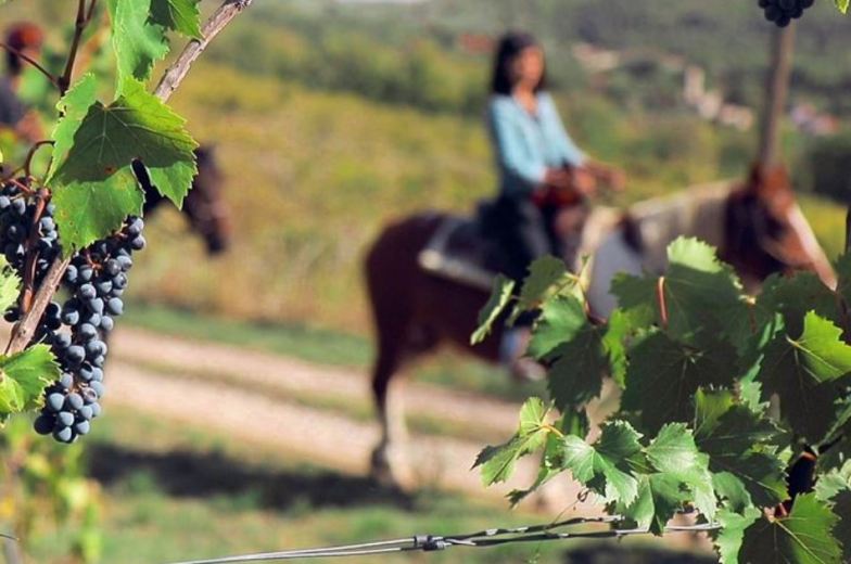 Private Horses and Vineyards Horseback Riding in Tuscany