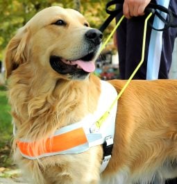 close up of a golden retriever guide dog wearing an orange harness with handle held by a person with only their legs showing