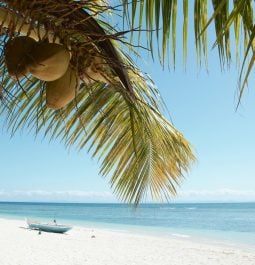 White sand beach with palm trees