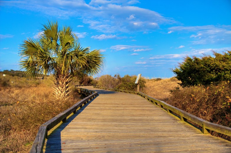 Boardwalk wanders through an Atlantic coastal habitat in Myrtle Beach State Park