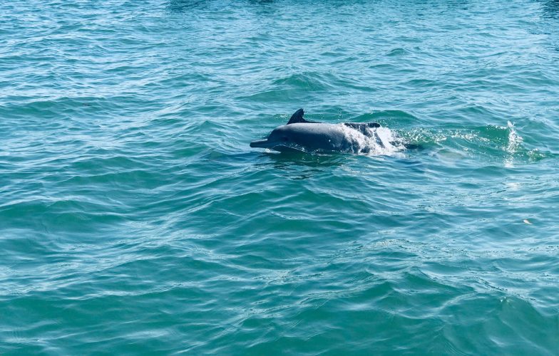 Dolphin sightings are possible along Loango National Park's coastline