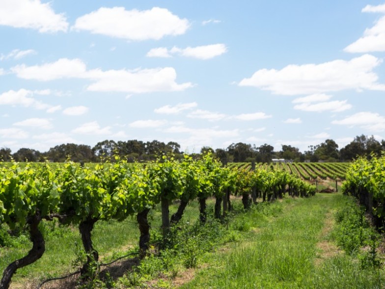 Vineyards near the Swan River, Western Australia