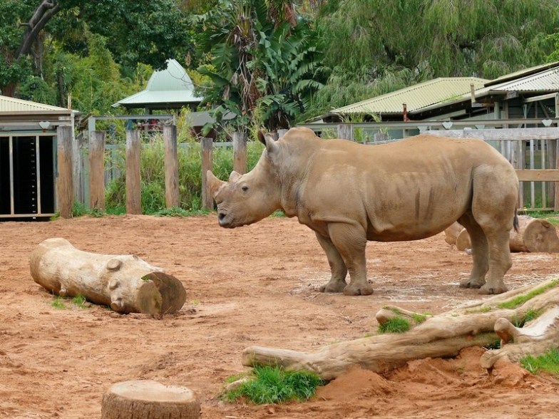 Rhino in Zoo, Perth, Australia
