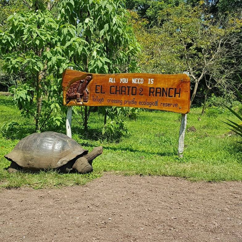 Galapagos tortoise in front of Rancho EL CHATO