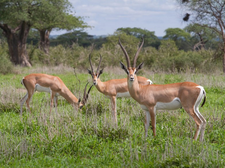 Ruaha National Park, Tanzania