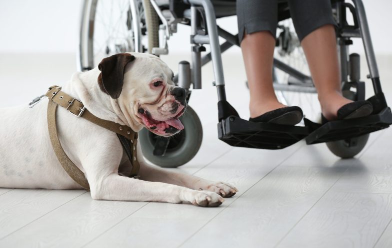 Person in Wheelchair with Service Dog