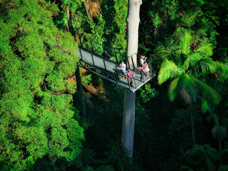 Tamborine Rainforest Walk, Gold Coast, Queensland, Australia