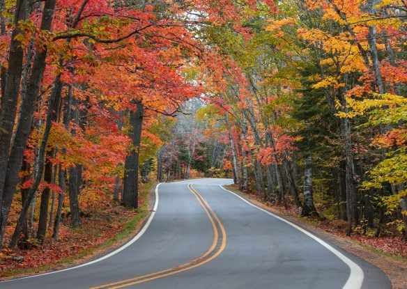 Colorful fall trees along road