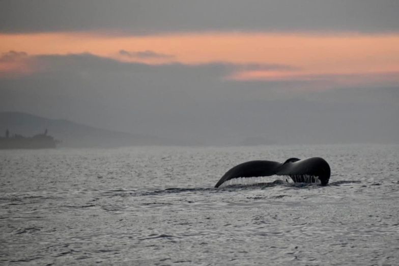 Sunrise whale watching tour with PacWhale Eco-Adventures
