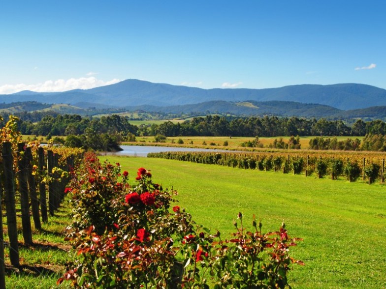Vineyard at Yarra Valley Wine Region