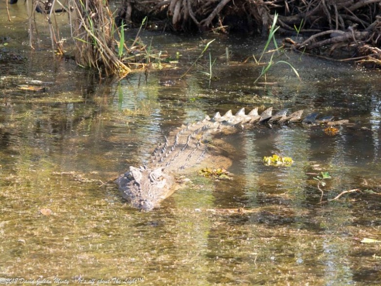 Crocodile seen on the Yellow Water Billabong Cruise, Australia